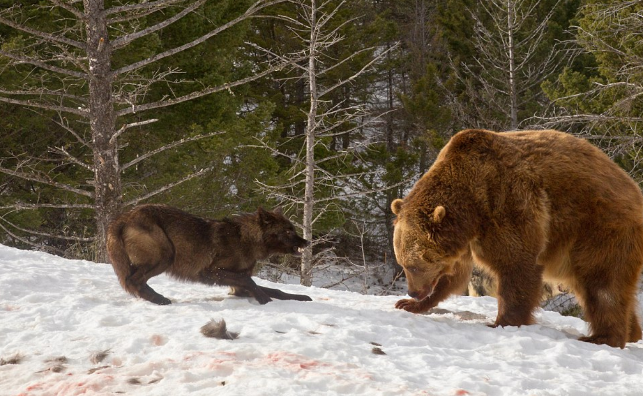 Bear wolf. Медведь охотится на оленя.